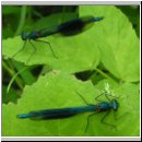 Calopteryx splendens - Gebaenderte Prachtlibelle m09.jpg